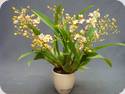 Oncidium Twinkle White Strong